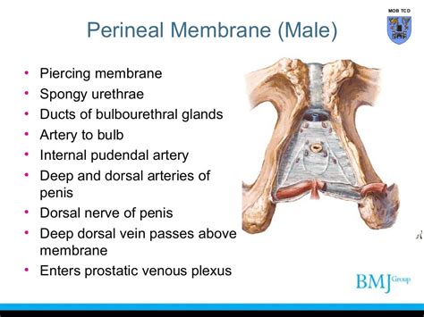 Perineum